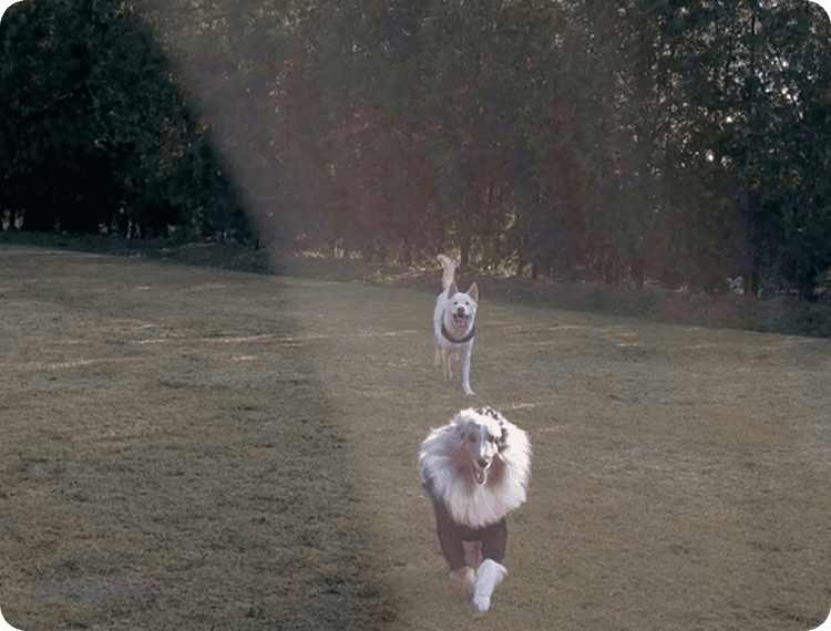 견종 제한 없이 집처럼 편하게