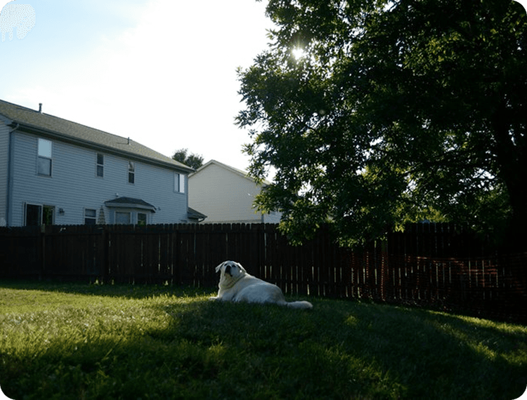 넓은 마당에서 오프리쉬